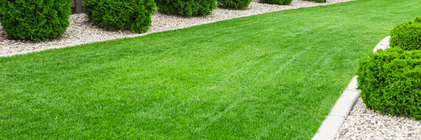 A freshly striped green lawn edged by a gravel border and a row of conifers